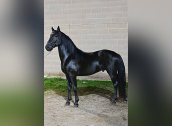 Murgese/caballo de las Murgues, Semental, 3 años, Negro