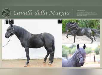 Murgese/caballo de las Murgues, Semental, 4 años, 155 cm, Negro