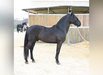 Murgese/caballo de las Murgues, Semental, 4 años, 156 cm, Negro