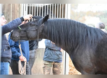 Murgese/caballo de las Murgues, Semental, 4 años, 156 cm, Negro