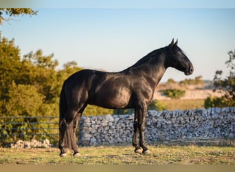 Murgese/caballo de las Murgues, Semental, 4 años, 156 cm, Negro