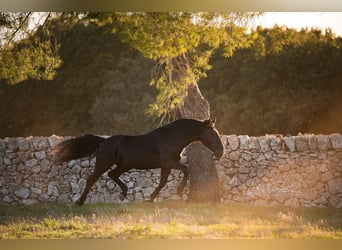 Murgese/caballo de las Murgues, Semental, 4 años, 156 cm, Negro