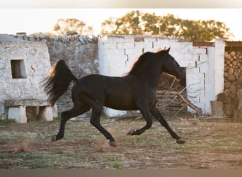 Murgese/caballo de las Murgues, Semental, 4 años, 160 cm, Negro