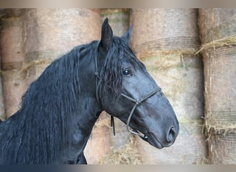 Murgese/caballo de las Murgues, Semental, 4 años, Negro
