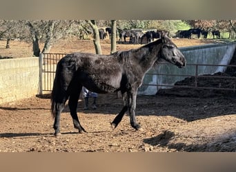 Murgese/caballo de las Murgues, Yegua, 1 año, 160 cm, Negro