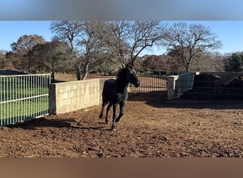 Murgese/caballo de las Murgues, Yegua, 1 año, 160 cm, Negro