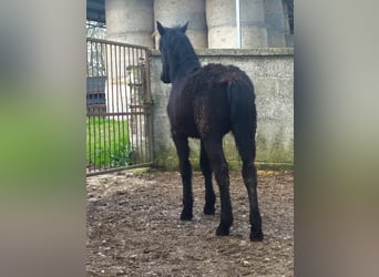 Murgese/caballo de las Murgues, Yegua, 1 año, Negro