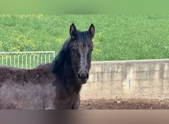 Murgese/caballo de las Murgues, Yegua, 1 año, Negro