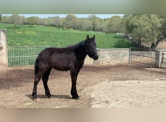 Murgese/caballo de las Murgues, Yegua, 1 año, Negro