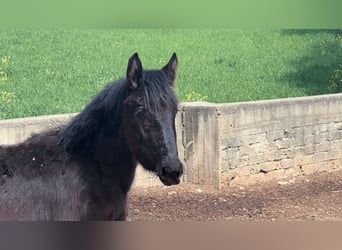 Murgese/caballo de las Murgues, Yegua, 1 año, Negro