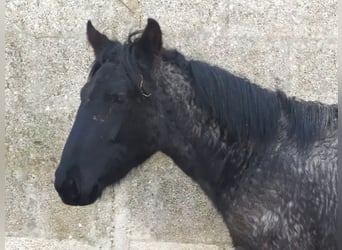 Murgese/caballo de las Murgues, Yegua, 1 año, Ruano azulado