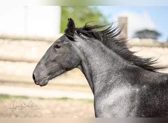 Murgese/caballo de las Murgues, Yegua, 2 años, 154 cm, Ruano azulado