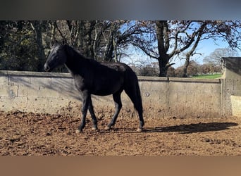Murgese/caballo de las Murgues, Yegua, 2 años, 160 cm, Negro