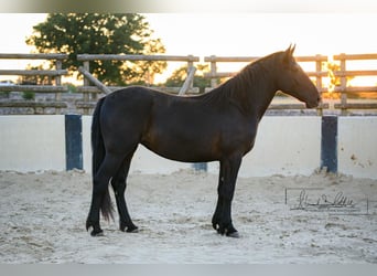 Murgese/caballo de las Murgues, Yegua, 2 años, 162 cm, Negro
