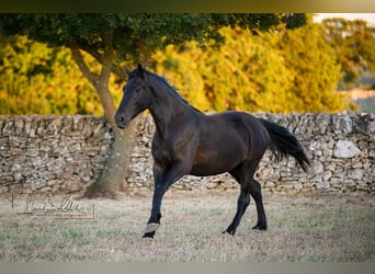 Murgese/caballo de las Murgues, Yegua, 2 años, 162 cm, Negro