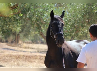 Murgese/caballo de las Murgues, Yegua, 2 años, 163 cm, Negro
