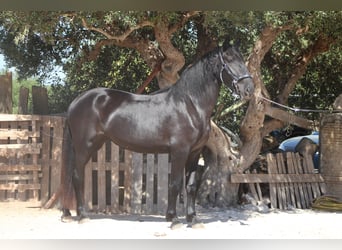 Murgese/caballo de las Murgues, Yegua, 2 años, 163 cm, Negro