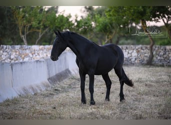 Murgese/caballo de las Murgues, Yegua, 2 años, Negro
