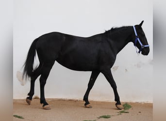 Murgese/caballo de las Murgues, Yegua, 3 años, 150 cm, Negro