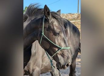 Murgese/caballo de las Murgues, Yegua, 3 años, 155 cm