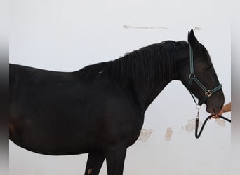 Murgese/caballo de las Murgues, Yegua, 3 años, 155 cm, Negro