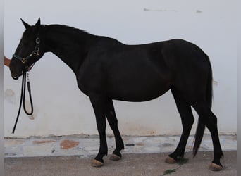 Murgese/caballo de las Murgues, Yegua, 3 años, 155 cm, Negro