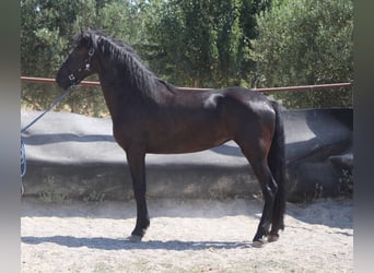 Murgese/caballo de las Murgues, Yegua, 3 años, 157 cm, Negro