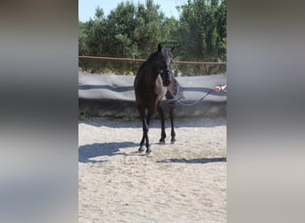 Murgese/caballo de las Murgues, Yegua, 3 años, 157 cm, Negro
