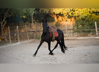 Murgese/caballo de las Murgues, Yegua, 3 años, 158 cm, Negro