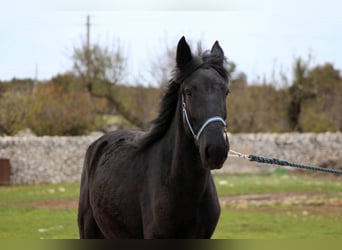 Murgese/caballo de las Murgues, Yegua, 3 años, 158 cm, Negro