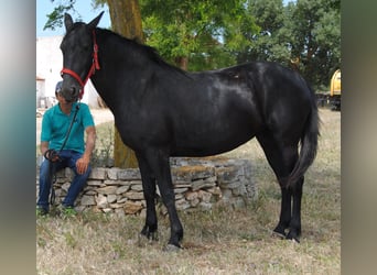 Murgese/caballo de las Murgues, Yegua, 4 años, 150 cm, Negro