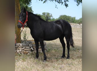 Murgese/caballo de las Murgues, Yegua, 4 años, 150 cm, Negro