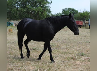 Murgese/caballo de las Murgues, Yegua, 4 años, 150 cm, Negro