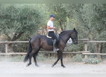 Murgese/caballo de las Murgues, Yegua, 4 años, 160 cm, Negro