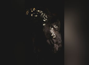 Murgese/caballo de las Murgues, Yegua, 5 años, 165 cm, Negro