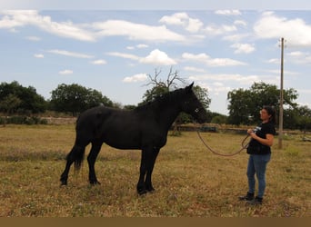 Murgese/caballo de las Murgues, Yegua, 6 años, 162 cm, Negro