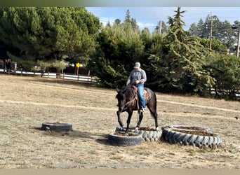 Mustang (american), Gelding, 10 years, 14,2 hh, Black