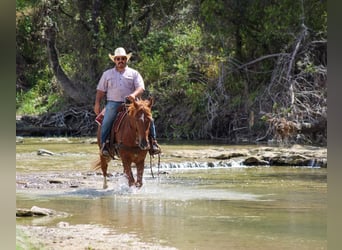 Mustang (american), Gelding, 10 years, 15,1 hh, Sorrel