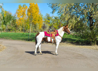 Mustang (american), Gelding, 10 years, 15 hh, Chestnut