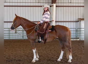 Mustang (american), Gelding, 10 years, 16,3 hh, Chestnut-Red