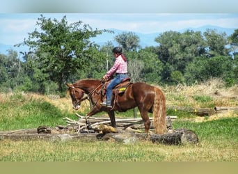 Mustang (american), Gelding, 10 years, 16,3 hh, Chestnut-Red