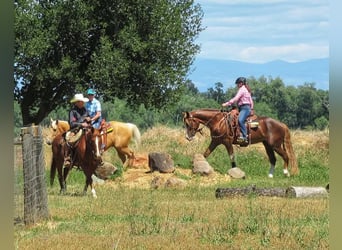 Mustang (american), Gelding, 10 years, 16,3 hh, Chestnut-Red