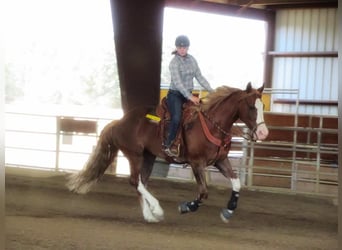 Mustang (american), Gelding, 10 years, 16,3 hh, Chestnut-Red