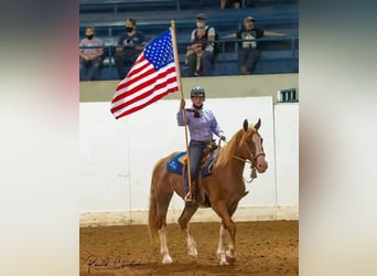 Mustang (american), Gelding, 10 years, 16,3 hh, Chestnut-Red