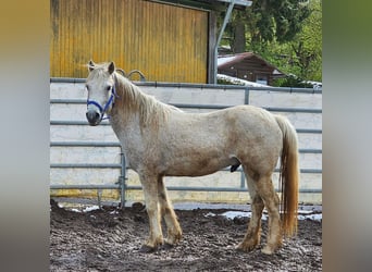 Mustang (american), Gelding, 12 years, 14,2 hh, Gray