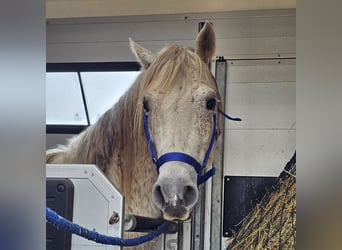 Mustang (american), Gelding, 12 years, 14,2 hh, Gray