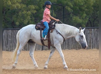 Mustang (american), Gelding, 12 years, Gray