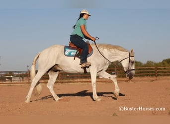 Mustang (american), Gelding, 12 years, Gray