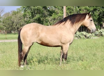 Mustang (american), Gelding, 14 years, 14,3 hh, Buckskin