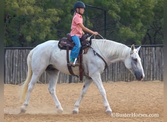 Mustang (american), Gelding, 14 years, Gray